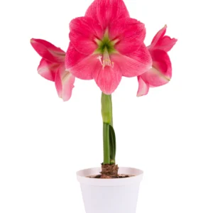 Amaryllis Symphony Single - Breathless™ Bulb Amaryllis Symphony Single - Breathless™ Bulb