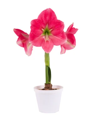 Amaryllis Symphony Single - Breathless™ Bulb
