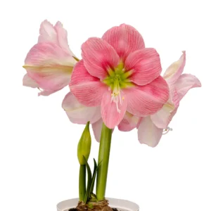Amaryllis Symphony Single - Candy Floss™ Bulb Amaryllis Symphony Single - Candy Floss™ Bulb