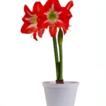 Amaryllis Symphony Single - Capella™ Bulb
