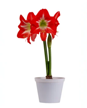 Amaryllis Symphony Single - Capella™ Bulb Amaryllis Symphony Single - Capella™ Bulb