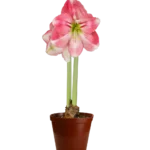 Amaryllis Symphony Single - Dreamer™ Bulb