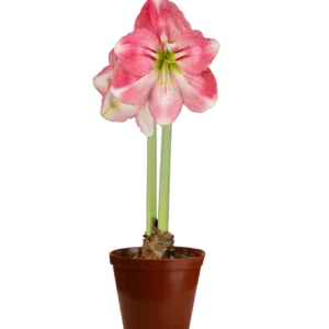 Amaryllis Symphony Single - Dreamer™ Bulb Amaryllis Symphony Single - Dreamer™ Bulb