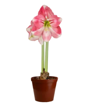 Amaryllis Symphony Single - Dreamer™ Bulb