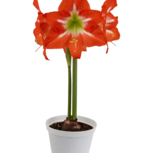 Amaryllis Symphony Single - Electra® Bulb Amaryllis Symphony Single - Electra® Bulb