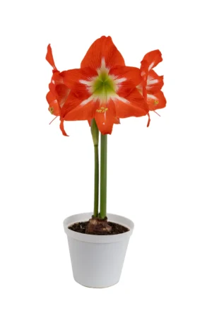 Amaryllis Symphony Single - Electra® Bulb Amaryllis Symphony Single - Electra® Bulb