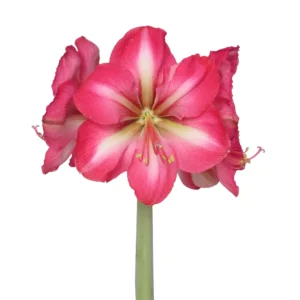 Amaryllis Symphony Single - Hypnotic Bulb Amaryllis Symphony Single - Hypnotic Bulb