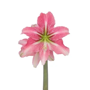 Amaryllis Symphony Single - Phoenix Bulb Amaryllis Symphony Single - Phoenix Bulb