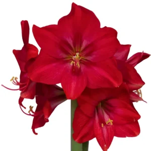 Amaryllis Symphony Single - Sapphire Bulb Amaryllis Symphony Single - Sapphire Bulb