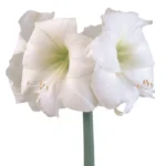Amaryllis Symphony Single - Wedding Dance™ Bulb