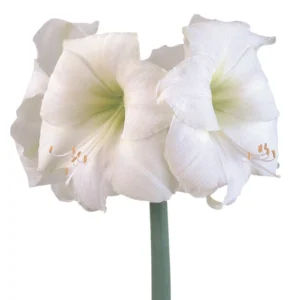Amaryllis Symphony Single - Wedding Dance™ Bulb Amaryllis Symphony Single - Wedding Dance™ Bulb