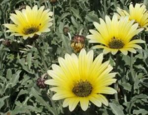 Arctotis Cream Yellow 6 Pack Tray