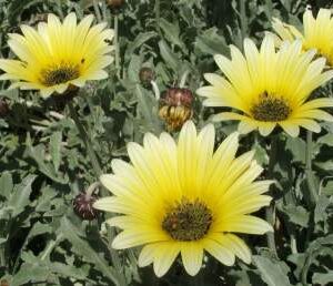 Arctotis Cream Yellow 6 Pack Tray