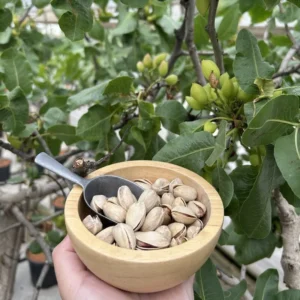 Ariyeh Female Pistachio Tree 5lt