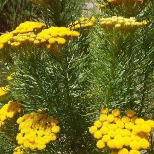 Athanasia Crithmifolia 4lt