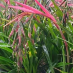 Bromeliad Queens Tear 4lt