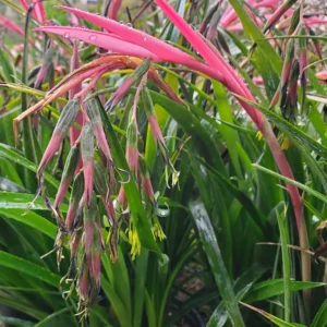 Bromeliad Queens Tear 4lt