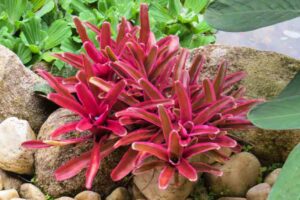 Bromeliad Red Bird 4lt