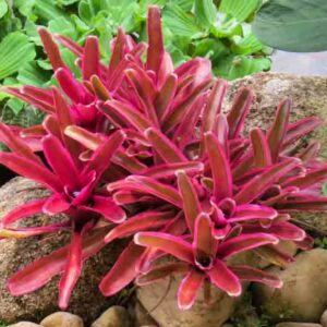 Bromeliad Red Bird 4lt