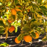 Calamondin Variegated 10lt