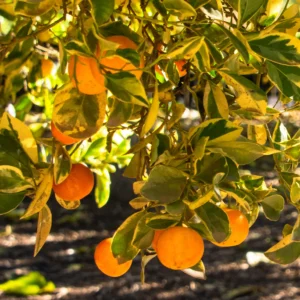 Calamondin Variegated 10lt