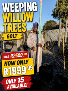 Weeping Willow Tree 60lt