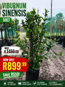 Viburnum Sinensis Sale