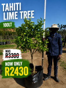 Tahiti Lime Tree 100lt