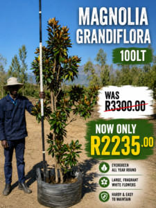 Magnolia Grandiflora tree