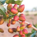 Chriss Pistachio Male Tree 5lt