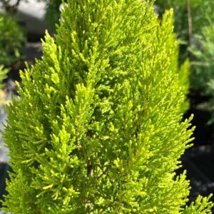Cupressus Gold Crest 17cm Pot