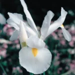 Dutch Iris White 17cm Pot