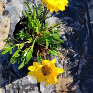 Gazania Giant Yellow 4lt Gazania Giant Yellow 4lt