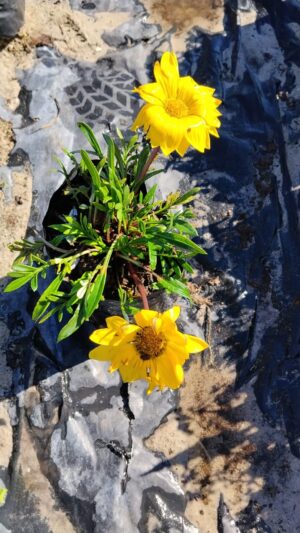 Gazania Giant Yellow 4lt