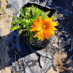 Gazania Krebsiana 4lt Gazania Krebsiana 4lt