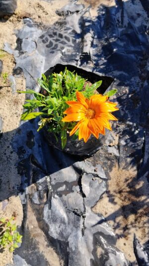 Gazania Krebsiana 4lt