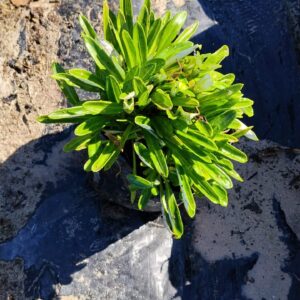 Gazania Rigens Yellow 4lt Gazania Rigens Yellow 4lt