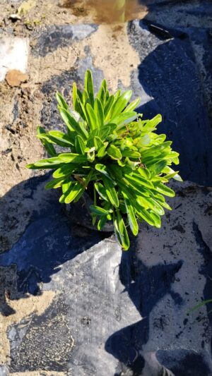 Gazania Rigens Yellow 4lt