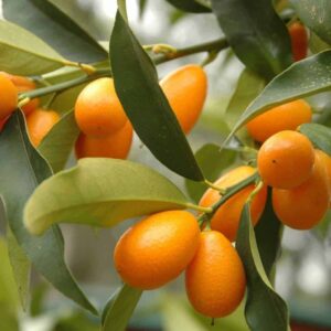 Kumquat Tree 50lt Kumquat Tree 50lt