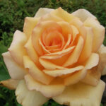 Marist Gold Rose 5lt