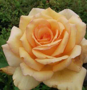 Marist Gold Rose 5lt Marist Gold Rose 5lt