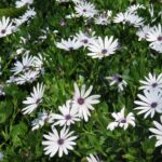 Osteospermum White 4lt