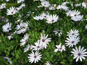 Osteospermum White 4lt