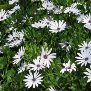 Osteospermum White 4lt Osteospermum White 4lt