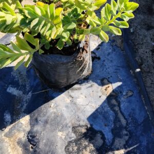 Plectranthus Neochilus 4lt