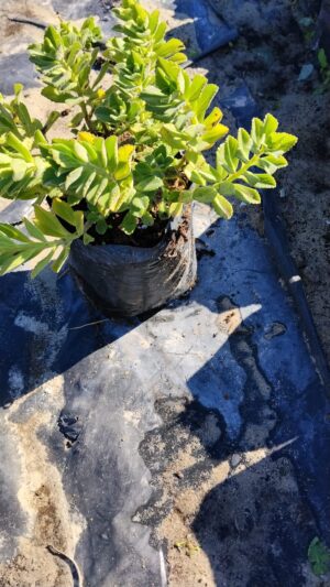 Plectranthus Neochilus 4lt