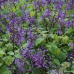 Plectranthus Fruticosa 4lt