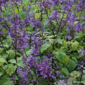 Plectranthus Fruticosa 4lt Plectranthus Fruticosa 4lt