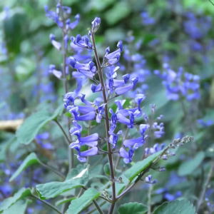 Plectranthus Zuluensis 4lt