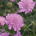 Scabiosa Pink 4lt
